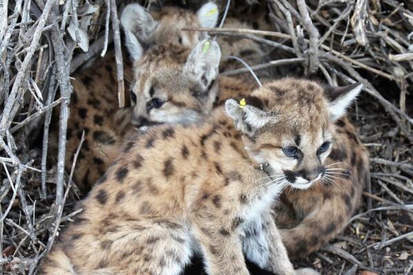 Baby puma found deals